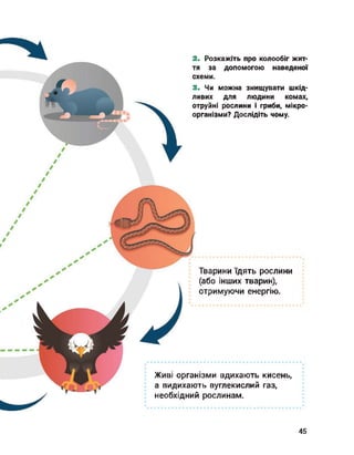 2. Розкажіть про колообіг жит­
тя за допомогою наведеної
схеми.
3. Чи можна знищувати шкід­
ливих для людини комах,
отруйні рослини і гриби, мікро­
організми? Дослідіть чому.
Тварини їдять рослини
(або інших тварин),
отримуючи енергію.
Живі організми вдихають кисень,
а видихають вуглекислий газ,
необхідний рослинам.
45
 