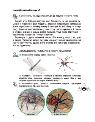Чи небезпечні павуки?
1. Обговоріть, як люди ставляться до павуків. Поясніть чому.
Багато хто боїться павуків, але більшість із них цілком су­
мирні й безпечні для людини. Павуки живляться комахами:
вони виробляють клейку нитку і плетуть із неї сітку — паву­
тину. Комахи потрапляють у цю сітку, заплутуються, і павук
їх з'їдає. Однак є кілька видів павуків, укус яких отруйний, —
наприклад тарантул і «чорна вдова».
Тарантул — дуже великий павук. Він живе у норах, які риє
в землі. Тарантул може вкусити людину (якщо випадково на
нього наступити), однак його отрута не набагато небезпечні­
ша за бджолину.
ДОСЛІДЖУЄМО РАЗОМ: ЧИ Є ПАВУК КОМАХОЮ?
3. Складіть і
відділів тіла;
тварин віднесемо до групи комах? Чому?
заповніть таблицю з такими рядками: кількість
кількість кінцівок; наявність крил. Яку з цих
оо
4. Розгляньте фото. Опишіть і порівняйте павуків. Підготуйте
пХ'Х повідомлення про цих павуків.
 