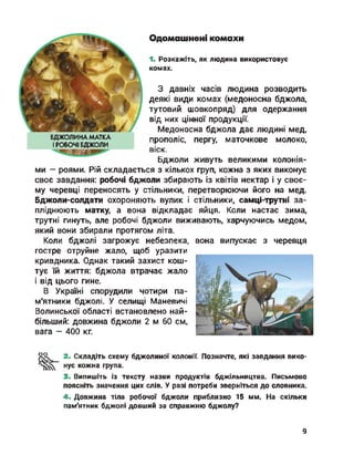 БДЖОЛИНА МАТКА
І РОБОЧІ БДЖОЛИ
Одомашнені комахи
1. Розкажіть, як людина використовує
комах.
З давніх часів людина розводить
деякі види комах (медоносна бджола,
тутовий шовкопряд) для одержання
від них цінної продукції.
Медоносна бджола дає людині мед,
прополіс, пергу, маточкове молоко,
віск.
Бджоли живуть великими колонія­
ми — роями. Рій складається з кількох груп, кожна з яких виконує
своє завдання: робочі бджоли збирають із квітів нектар і у своє­
му черевці переносять у стільники, перетворюючи його на мед.
Бджоли-солдати охороняють вулик і стільники, самці-трутні за­
пліднюють матку, а вона відкладає яйця. Коли настає зима,
трутні гинуть, але робочі бджоли виживають, харчуючись медом,
який вони збирали протягом літа.
Коли бджолі загрожує небезпека,
гостре отруйне жало, щоб уразити
кривдника. Однак такий захист кош­
тує їй життя: бджола втрачає жало
і від цього гине.
В Україні спорудили чотири па­
м'ятники бджолі. У селищі Маневичі
Волинської області встановлено най­
більший: довжина бджоли 2 м 60 см,
вага - 400 кг.
вона випускає з черевця
оо 2. Складіть схему бджолиної колонії. Позначте, які завдання вико­
нує кожна група.
3. Випишіть із тексту назви продуктів бджільництва. Письмово
поясніть значення цих слів. У разі потреби зверніться до словника.
4. Довжина тіла робочої бджоли приблизно 15 мм. На скільки
пам'ятник бджолі довший за справжню бджолу?
9
 