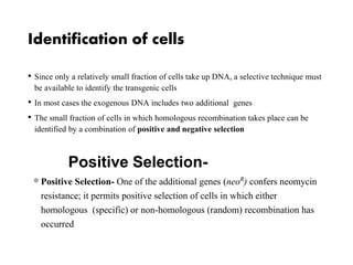 Identification of cells
• Since only a relatively small fraction of cells take up DNA, a selective technique must
be available to identify the transgenic cells
• In most cases the exogenous DNA includes two additional genes
• The small fraction of cells in which homologous recombination takes place can be
identified by a combination of positive and negative selection
Positive Selection- One of the additional genes (neoR) confers neomycin
resistance; it permits positive selection of cells in which either
homologous (specific) or non-homologous (random) recombination has
occurred
Positive Selection-
 