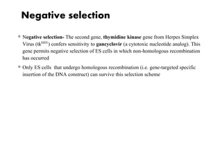 Negative selection
 Negative selection- The second gene, thymidine kinase gene from Herpes Simplex
Virus (tkHSV) confers sensitivity to gancyclovir (a cytotoxic nucleotide analog). This
gene permits negative selection of ES cells in which non-homologous recombination
has occurred
 Only ES cells that undergo homologous recombination (i.e. gene-targeted specific
insertion of the DNA construct) can survive this selection scheme
 