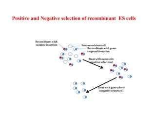 Positive and Negative selection of recombinant ES cells
Recombinats with
random insertion Nonrecombinat cell
Recombinats with gene-
targeted insertion
Treat with neomycin
(positive selection)
Treat with gancyclovir
(negative selection)
 