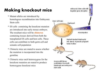 Making knockout mice
 Mutant alleles are introduced by
homologous recombination into Embryonic
Stem cells
 ES cells containing the knockout mutation
are introduced into early mouse embryos.
The resultant mice will be chimeras
containing tissues derived from both the
transplanted ES cells and host cells. These
cells can contribute to both germ cell and
somatic cell population
 Chimeric mice are mated to assess whether
the mutation is incorporated into the
germline
 Chimeric mice each heterozygous for the
knockout mutation are mated to produce
homozygous knockout mice
 