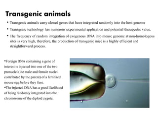 Transgenic animals
• Transgenic animals carry cloned genes that have integrated randomly into the host genome
• Transgenic technology has numerous experimental application and potential therapeutic value.
• The frequency of random integration of exogenous DNA into mouse genome at non-homologous
sites is very high, therefore, the production of transgenic mice is a highly efficient and
straightforward process.
•Foreign DNA containing a gene of
interest is injected into one of the two
pronuclei (the male and female nuclei
contributed by the parent) of a fertilized
mouse egg before they fuse.
•The injected DNA has a good likelihood
of being randomly integrated into the
chromosome of the diploid zygote.
 