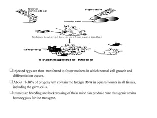 Injected eggs are then transferred to foster mothers in which normal cell growth and
differentiation occurs.
About 10-30% of progeny will contain the foreign DNA in equal amounts in all tissues,
including the germ cells.
Immediate breeding and backcrossing of these mice can produce pure transgenic strains
homozygous for the transgene.
 