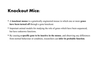 Knockout Mice:
• A knockout mouse is a genetically engineered mouse in which one or more genes
have been turned off through a gene knockout.
• Important animal models for studying the role of genes which have been sequenced,
but have unknown functions.
• By causing a specific gene to be inactive in the mouse, and observing any differences
from normal behaviour or condition, researchers can infer its probable function.
 