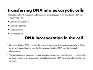 Transferring DNA into eukaryotic cells
Production of both knockout and transgenic animals requires the transfer of DNA into
eukaryotic cells.
• Calcium precipitation
• Liposome delivery
• Microinjection
• Electroporation
DNA incorporation in the cell
 Once the foreign DNA is inside the host cell, enzymes that function normally in DNA
repair and recombination join the fragments of foreign DNA into the host cells
chromosome
 The new fragment can either replace an endogenous gene- homologous recombination
or it can remain as an independent extrachromosomal DNA molecule referred to as an
episome
 