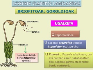  Esporen bidez.

                         Esporak esporofito izeneko
                          kapsuletan osatzen dira.

Hosto berde txikiak,
 Hosto berde txikiak,
bertan fotosintesia
 bertan fotosintesia
     egiten da.
      egiten da.
 