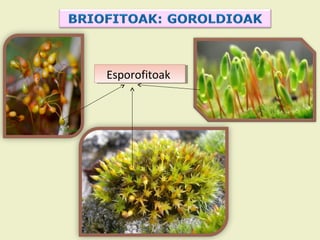 Esporofitoak
Esporofitoak
 