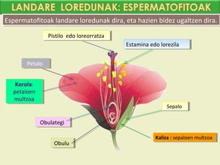 Espermatofitoak landare loredunak dira, eta hazien bidez ugaltzen dira.
Espermatofitoak landare loredunak dira, eta hazien bidez ugaltzen dira.
                 Pistilo edo loreorratza
                  Pistilo edo loreorratza
                                            Estamina edo lorezila
                                             Estamina edo lorezila


       Petalo
        Petalo


   Korola:
    Korola:
  petaloen
   petaloen
  multzoa
   multzoa
                                                            Sepalo
                                                             Sepalo

              Obulategi
              Obulategi

                                                       Kaliza : :sepaloen multzoa
                                                        Kaliza sepaloen multzoa
                   Obulu
                   Obulu
 