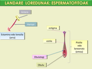 Antera
                   Antera



                         Harizpi
                         Harizpi
                                             estigma
                                              estigma

Estamina edo lorezila
 Estamina edo lorezila
        (arra)
         (arra)
                                           estilo
                                            estilo        Pistilo
                                                           Pistilo
                                                            edo
                                                             edo
                                                        loreorratz
                                                         loreorratz
                                                          (emea)
                                                           (emea)
                               Obulategi
                               Obulategi


                                   Obulu
                                   Obulu
 