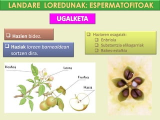  Hazien bidez.

 Haziak loreen barnealdean
  sortzen dira.
 