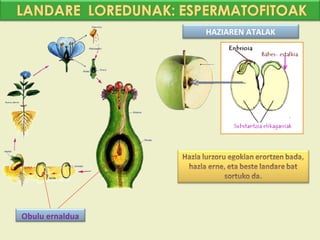 HAZIAREN ATALAK




Obulu ernaldua
 