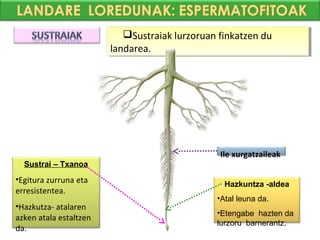 Sustraiak lurzoruan finkatzen du
                            Sustraiak lurzoruan finkatzen du
                        landarea.
                         landarea.




                                                Ile xurgatzaileak
  Sustrai – Txanoa
•Egitura zurruna eta                              Hazkuntza -aldea
erresistentea.
                                                •Atal leuna da.
•Hazkutza- atalaren
                                                •Etengabe hazten da
azken atala estaltzen
                                                lurzoru barnerantz.
da.
 
