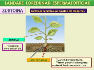 Zurtoinak sendotasuna ematen die landareei.




    ADARRAK

   Hostoei eta
loreei eusten die.



                     HODI EROALEAK        Zurtoin barnean daude.
                                          Izerdi gordina(landugabea)
                                      eta izerdi landua eramaten dute.
 
