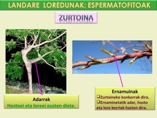 Ernamuinak
                                   Zurtoineko konkorrak dira.
           Adarrak                 Ernaminetatik adar, hosto
Hostoei eta loreei eusten diete.   eta lore berriak hazten dira.
 