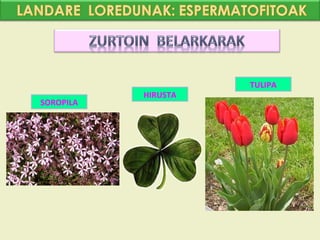 TULIPA
           HIRUSTA
SOROPILA
 