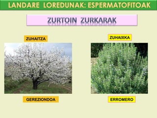 ZUHAITZA      ZUHAIXKA




GEREZIONDOA   ERROMERO
 