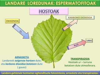 ARNASKETA
                                                           TRANSPIRAZIOA
 Landareek oxigenoa hartzen dute,
                                                         Hostoek ur – lurruna
eta karbono dioxidoa botatzen dute
                                                      botatzen dute atmosferara.
             ( gauez)

Landare gehienek hostoetan egitendituzte fotosintesia, arnasketa eta transpirazioa.
 