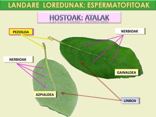 PEZIOLOA
  PEZIOLOA                 NERBIOAK
                           NERBIOAK




NERBIOAK
NERBIOAK


                          GAINALDEA
                          GAINALDEA




             AZPIALDEA
              AZPIALDEA
                            LINBOA
                             LINBOA
 