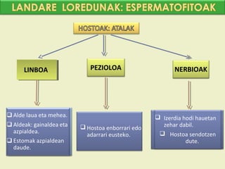 LINBOA
 LINBOA      PEZIOLOA                     NERBIOAK




                                    Izerdia hodi hauetan
           Hostoa enborrari edo     zehar dabil.
            adarrari eusteko.        Hostoa sendotzen
                                              dute.
 