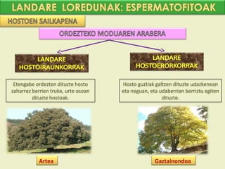 Etengabe ordezten dituzte hosto     Hosto guztiak galtzen dituzte udazkenean
zaharrez berrien truke, urte osoan   eta neguan, eta udaberrian berriztu egiten
         dituzte hostoak.                             dituzte.




            Artea                                  Gaztainondoa
 