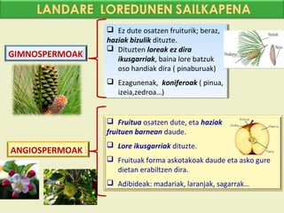  Ez dute osatzen fruiturik; beraz,
                  Ez dute osatzen fruiturik; beraz,
                haziak bizulik dituzte.
                 haziak bizulik dituzte.
                 Dituzten loreak ez dira
                  Dituzten loreak ez dira
GIMNOSPERMOAK      ikusgarriak, baina lore batzuk
                    ikusgarriak, baina lore batzuk
                   oso handiak dira ((pinaburuak)
                    oso handiak dira pinaburuak)
                 Ezagunenak, koniferoak ((pinua,
                 Ezagunenak, koniferoak pinua,
                  izeia,zedroa…)
                   izeia,zedroa…)


                 Fruitua osatzen dute, eta haziak
                fruituen barnean daude.
                 Lore ikusgarriak dituzte.
ANGIOSPERMOAK
                 Fruituak forma askotakoak daude eta asko gure
                  dietan erabiltzen dira.
                 Adibideak: madariak, laranjak, sagarrak…
 