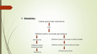 3. Histogénèse :
Cellule germinale totipotente
CIS
Différenciation tumorale gonadique
Séminome
Différenciation
embryonnaire
Tératome
Différenciation tumorale multifactorielle
Différenciation extra-embryonnaire
Choriocarcinome
 