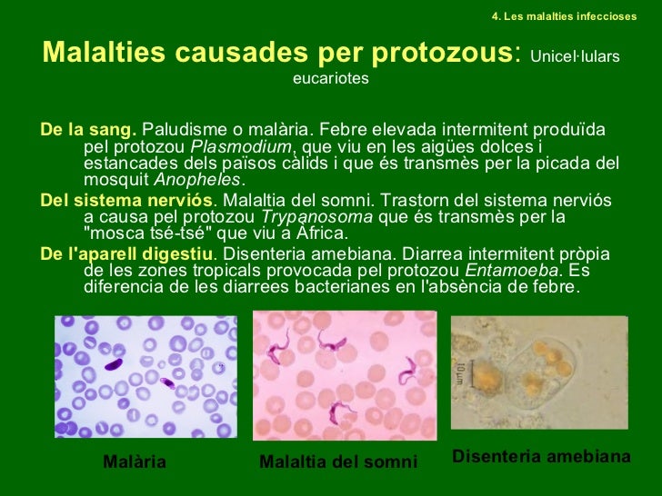 Resultado de imagen de PROTOZOUS MALALTIA