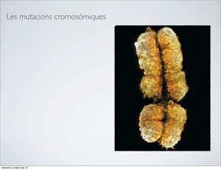 Les mutacions cromosòmiques




dimarts 2 d’abril de 13
 