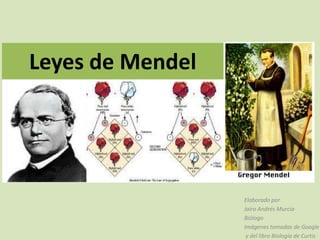 Leyes de Mendel




                  Elaborado por
                  Jairo Andrés Murcia
                  Biólogo
                  Imágenes tomadas de Google
                   y del libro Biología de Curtis
 
