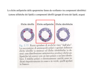 Le eliche anfipatiche delle apoproteine fanno da «collante» tra componenti idrofobici
(catene alifatiche dei lipidi) e componenti idrofili (gruppi di testa dei lipidi, acqua)
Eliche idrofile Eliche idrofobicheEliche anfipatiche
 