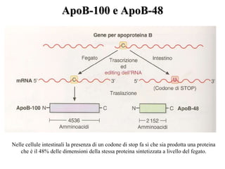 ApoB-100 e ApoB-48ApoB-100 e ApoB-48
Nelle cellule intestinali la presenza di un codone di stop fa sì che sia prodotta una proteina
che è il 48% delle dimensioni della stessa proteina sintetizzata a livello del fegato.
 
