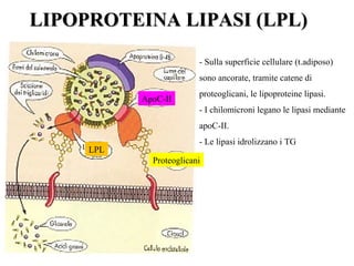 LIPOPROTEINA LIPASI (LPL)LIPOPROTEINA LIPASI (LPL)
- Sulla superficie cellulare (t.adiposo)
sono ancorate, tramite catene di
proteoglicani, le lipoproteine lipasi.
- I chilomicroni legano le lipasi mediante
apoC-II.
- Le lipasi idrolizzano i TG
ApoC-II
Proteoglicani
LPL
 