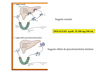 Soggetto normale
Soggetto affetto da ipercolesterolemia familiare
DOSAGGIO ApoB: 35-100 mg/100 mL
 