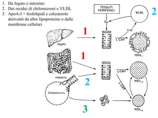 1
2
2
1
3
1. Da fegato e intestino
2. Dai residui di chilomicroni e VLDL
3. ApoA-I + fosfolipidi e colesterolo
derivanti da altre lipoproteine o dalle
membrane cellulari
 