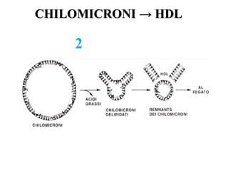 CHILOMICRONI → HDLCHILOMICRONI → HDL
2
 