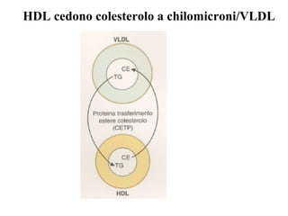 HDL cedono colesterolo a chilomicroni/VLDL
 