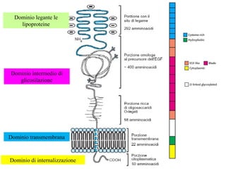Dominio legante le
lipoproteine
Dominio intermedio di
glicosilazione
Dominio transmembrana
Dominio di internalizzazione
 