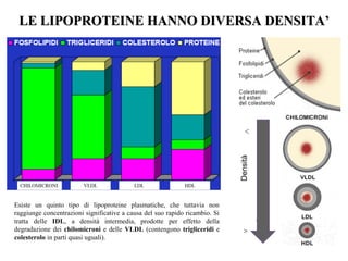 LE LIPOPROTEINE HANNO DIVERSA DENSITA’LE LIPOPROTEINE HANNO DIVERSA DENSITA’
Esiste un quinto tipo di lipoproteine plasmatiche, che tuttavia non
raggiunge concentrazioni significative a causa del suo rapido ricambio. Si
tratta delle IDL, a densità intermedia, prodotte per effetto della
degradazione dei chilomicroni e delle VLDL (contengono trigliceridi e
colesterolo in parti quasi uguali).
 