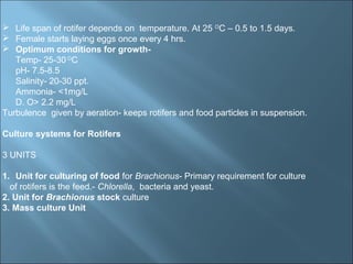 3...live feed 1. rotifer culture | PPT