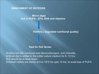 3...live feed 1. rotifer culture | PPT