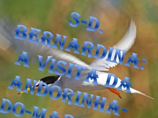 3-D. Bernardina: A visita da Andorinha-do-Mar-Anã 