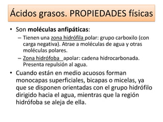 Ácidos grasos. PROPIEDADES físicas
• Son moléculas anfipáticas:
– Tienen una zona hidrófila polar: grupo carboxilo (con
carga negativa). Atrae a moléculas de agua y otras
moléculas polares.
– Zona hidrófoba apolar: cadena hidrocarbonada.
Presenta repulsión al agua.

• Cuando están en medio acuosos forman
monocapas superficiales, bicapas o micelas, ya
que se disponen orientadas con el grupo hidrófilo
dirigido hacia el agua, mientras que la región
hidrófoba se aleja de ella.

 