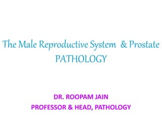 The Male Reproductive System & Prostate
PATHOLOGY
DR. ROOPAM JAIN
PROFESSOR & HEAD, PATHOLOGY
 