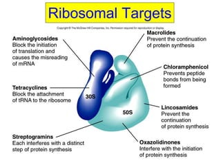 3
Ribosomal Targets
 