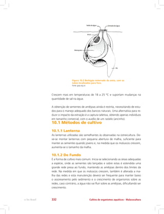 Figura 10.2 Berbigão enterrado da areia, com os
tubos localizados para fora.
Fonte: gopi.org.nz
Crescem mais em temperaturas de 18 a 25 ºC e suportam mudanças na
quantidade de sal na água.
A obtenção de sementes de amêijoas ainda é restrita, necessitando de estu-
dos para o manejo adequado dos bancos naturais. Uma alternativa para re-
duzir o impacto da extração é a captura seletiva, obtendo apenas indivíduos
em tamanho comercial, com o auxílio de um rastelo (ancinho).
10.1 Métodos de cultivo
10.1.1 Lanterna
As lanternas utilizadas são semelhantes às observadas na ostreicultura. De-
ve-se montar lanternas com pequena abertura de malha, suficiente para
manter as sementes quando jovens e, na medida que os moluscos crescem,
aumenta-se o tamanho da malha.
10.1.2 De Fundo
É a forma de cultivo mais comum. Inicia-se selecionando as áreas adequadas
a espécie, onde as sementes são lançadas e sobre estas é estendida uma
grande rede presa ao fundo, mantendo as amêijoas dentro dos limites da
rede. Na medida em que os moluscos crescem, também é alterada a ma-
lha das redes e esta manutenção deverá ser frequente para manter baixo
o assoreamento pelo sedimento e o crescimento de organismos sobre as
redes, caso contrário, a água não vai fluir sobre as amêijoas, dificultando ser
crescimento.
Cultivo de organismos aquáticos - Malacoculturae-Tec Brasil 332
 