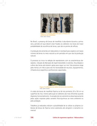 Figura 11.1 Cordas utilizadas para a fixação de
sementes de mexilhões.
Fonte: Jaime F. Ferreira
No Brasil, a presença de larvas de mexilhão é abundante durante a prima-
vera, período em que devem estar fixados os coletores nos locais de maior
probabilidade de ocorrência de larvas, que são os pontos de refluxo.
A produção de sementes em laboratório é inevitável para espécie com baixo
número de larvas no meio natural ou em períodos em que não há produção
natural.
O processo se inicia na seleção de reprodutores com as características de-
sejáveis, indução da liberação de espermatozóides e ovócitos, fecundação e
cultivo das larvas até estarem aptas para seguir ao mar. Este processo exige
pelo menos um mês e para isto há necessidade de recursos, equipamentos,
infraestrutura específica e profissionais capacitados.
Figura 11.2 Modelo de coletor de larvas de mexilhão.
Fonte: Jaime F. Ferreira
A coleta de larvas de mexilhão P.perna se dá nos primeiros 20 a 50 cm na
superfície do mar, motivo pelo qual os coletores são mais eficientes quando
dispostos horizontalmente. A variação de recrutamento se deve basicamente
pelas ações impostas pelas variáveis físico-químicas ao meio ambiente ou
pela predação.
Trabalhos já realizados indicam a possibilidade de se utilizar os próprios co-
letores de larvas de P.perna como substratos até atingirem o tamanho co-
mercial.
Cultivo de organismos aquáticos - Malacoculturae-Tec Brasil 336
 