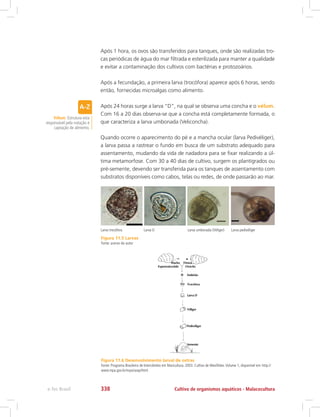 Após 1 hora, os ovos são transferidos para tanques, onde são realizadas tro-
cas periódicas de água do mar filtrada e esterilizada para manter a qualidade
e evitar a contaminação dos cultivos com bactérias e protozoários.
Após a fecundação, a primeira larva (trocófora) aparece após 6 horas, sendo
então, fornecidas microalgas como alimento.
Após 24 horas surge a larva “D”, na qual se observa uma concha e o vélum.
Com 16 a 20 dias observa-se que a concha está completamente formada, o
que caracteriza a larva umbonada (Veliconcha).
Quando ocorre o aparecimento do pé e a mancha ocular (larva Pedivéliger),
a larva passa a rastrear o fundo em busca de um substrato adequado para
assentamento, mudando da vida de nadadora para se fixar realizando a úl-
tima metamorfose. Com 30 a 40 dias de cultivo, surgem os plantígrados ou
pré-semente, devendo ser transferida para os tanques de assentamento com
substratos disponíveis como cabos, telas ou redes, de onde passarão ao mar.
Vélum: Estrutura esta
responsável pela natação e
captação de alimento.
Figura 11.5 Larvas
Fonte: acervo do autor
Figura 11.6 Desenvolvimento larval de ostras
Fonte: Programa Brasileiro de Intercâmbio em Maricultura. 2003. Cultivo de Mexilhões.Volume 1, disponível em: http://
www.mpa.gov.br/mpa/seap/html.
Larva trocófora	 Larva D 	 Larva umbonada (Véliger)	 Larva pedivéliger
Cultivo de organismos aquáticos - Malacoculturae-Tec Brasil 338
 