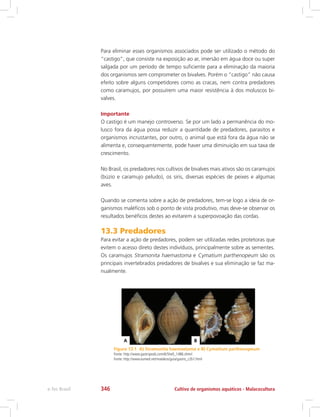 Para eliminar esses organismos associados pode ser utilizado o método do
“castigo”, que consiste na exposição ao ar, imersão em água doce ou super
salgada por um período de tempo suficiente para a eliminação da maioria
dos organismos sem comprometer os bivalves. Porém o “castigo” não causa
efeito sobre alguns competidores como as cracas, nem contra predadores
como caramujos, por possuírem uma maior resistência à dos moluscos bi-
valves.
Importante
O castigo é um manejo controverso. Se por um lado a permanência do mo-
lusco fora da água possa reduzir a quantidade de predadores, parasitos e
organismos incrustantes, por outro, o animal que está fora da água não se
alimenta e, consequentemente, pode haver uma diminuição em sua taxa de
crescimento.
No Brasil, os predadores nos cultivos de bivalves mais ativos são os caramujos
(búzio e caramujo peludo), os siris, diversas espécies de peixes e algumas
aves.
Quando se comenta sobre a ação de predadores, tem-se logo a ideia de or-
ganismos maléficos sob o ponto de vista produtivo, mas deve-se observar os
resultados benéficos destes ao evitarem a superpovoação das cordas.
13.3 Predadores
Para evitar a ação de predadores, podem ser utilizadas redes protetoras que
evitem o acesso direto destes indivíduos, principalmente sobre as sementes.
Os caramujos Stramonita haemastoma e Cymatium parthenopeum são os
principais invertebrados predadores de bivalves e sua eliminação se faz ma-
nualmente.
Figura 13.1 A) Stramonita haemastoma e B) Cymatium parthenopeum
Fonte: http://www.gastropods.com/6/Shell_1486.shtml
Fonte: http://www.eumed.net/malakos/guia/gastro_c2b1.html
Cultivo de organismos aquáticos - Malacoculturae-Tec Brasil 346
 